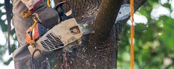 Best Tree Cabling and Bracing  in Owatonna, MN