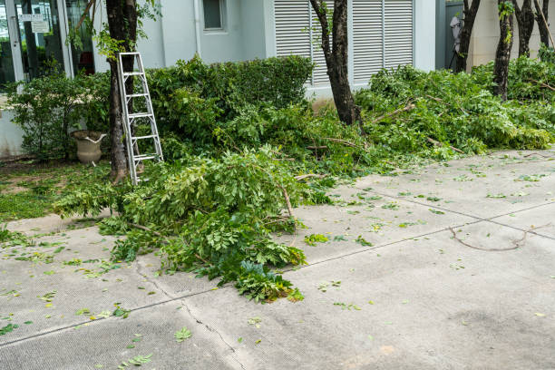 Reliable Owatonna, MN Tree Services Solutions